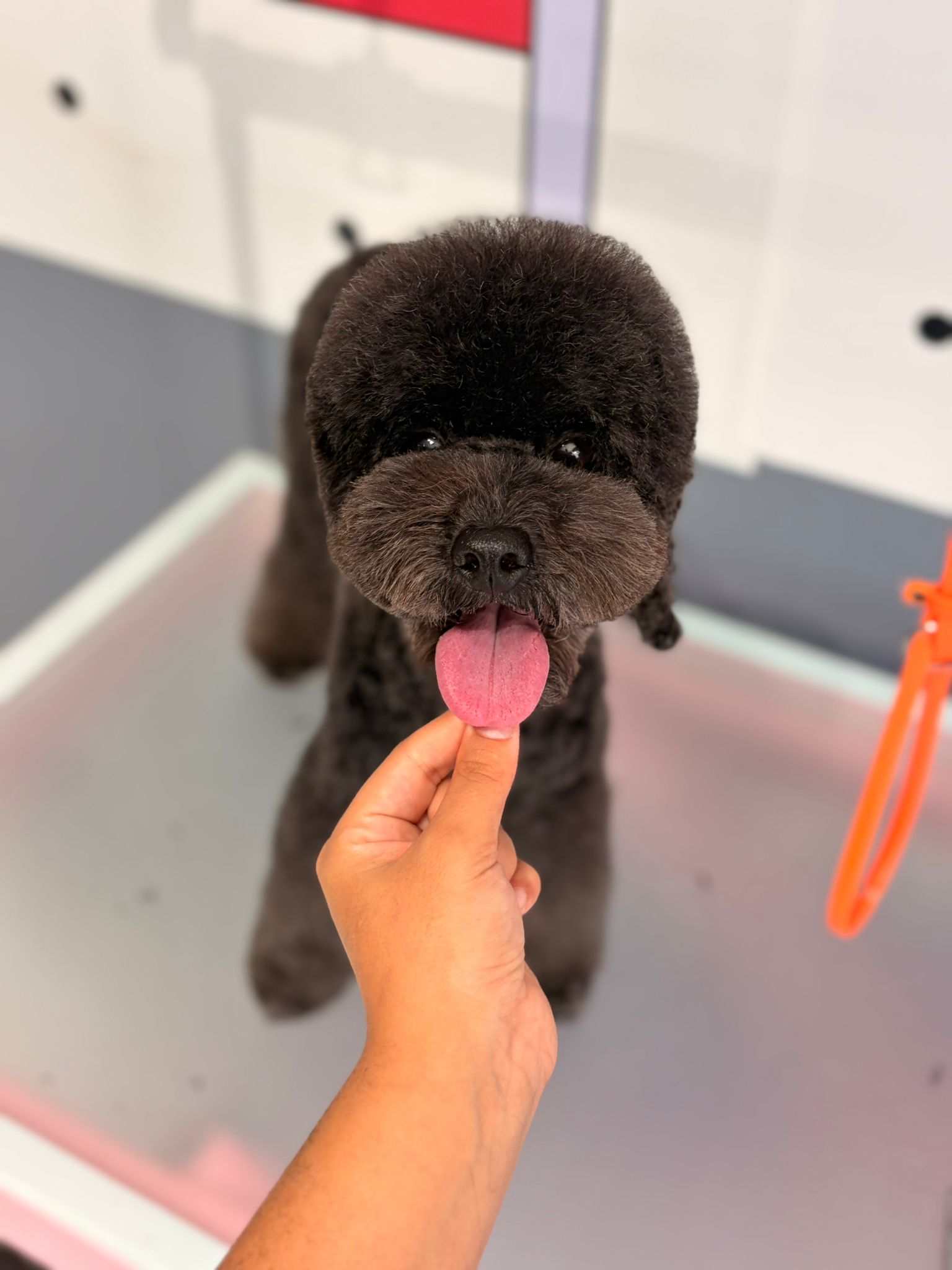 Pet Kuaför Şevval'de profesyonel tıraşı tamamlanmış siyah Poodle