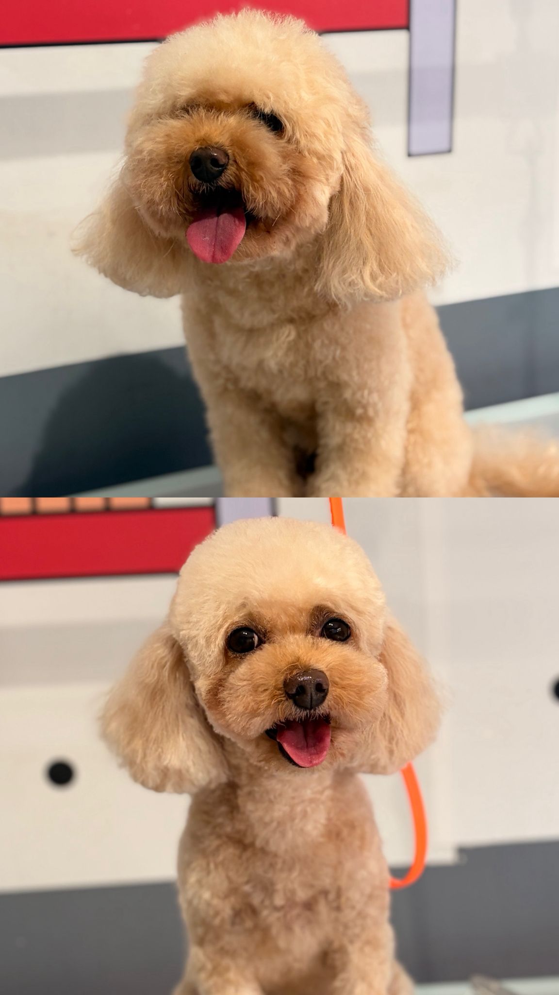 Köpek tıraşı öncesi ve sonrası sonucu 1